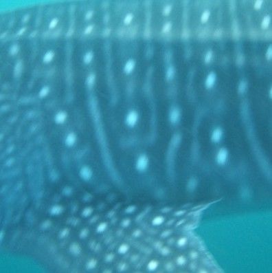 e6931945-8453-4d7b-a3b1-c2b2bba3d229