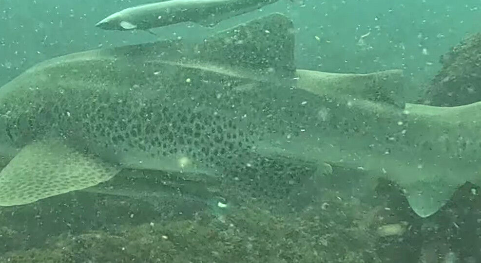 9d9a4794-451c-46ae-b77b-6b02fca96889