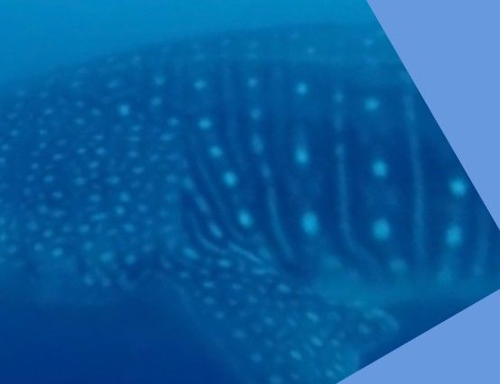 805cad4d-3592-4c92-a2f8-f1aabd18775d