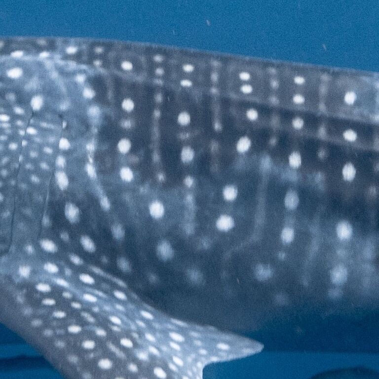 94f1f675-dc18-4244-b43d-24e1415ad3cf