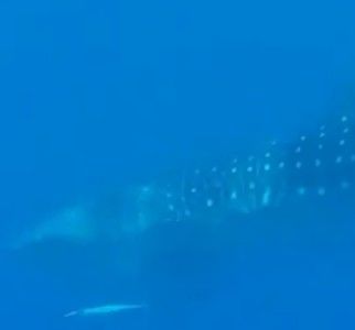 a9ac4f21-968c-419d-a11d-75bca15db2e5