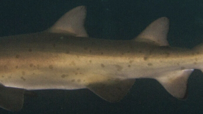 bc6511f0-3699-4185-aa11-46a1470bd021