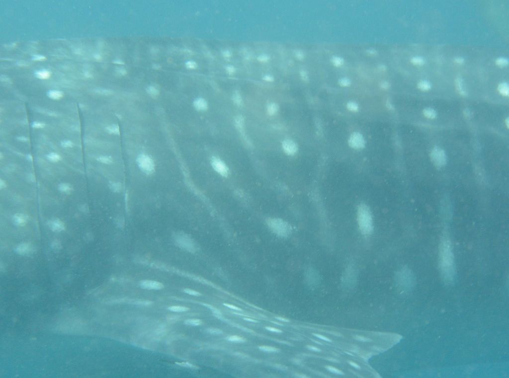 79ae0da9-e043-499a-8cb7-53faf0d94c6c