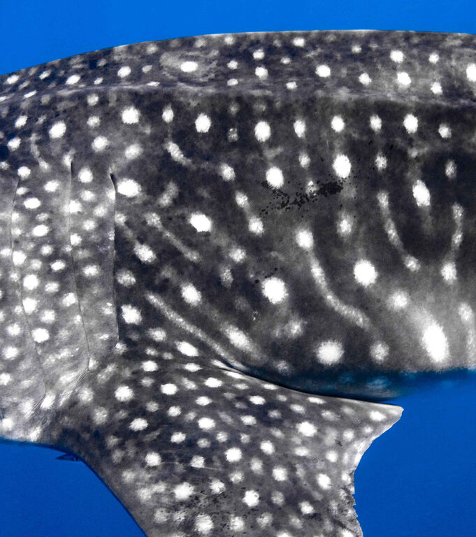 92cedd82-350d-46d0-90f6-a84156cb15a2