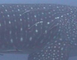 e329da26-1771-4e78-91d7-137a3301f0ad