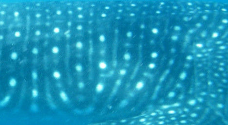 10ebb545-adf4-4655-9c57-5effe5a994f0