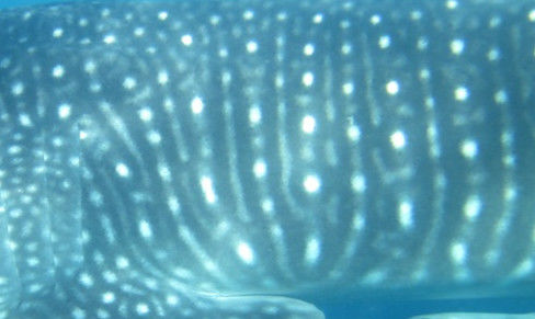 10ebb545-adf4-4655-9c57-5effe5a994f0