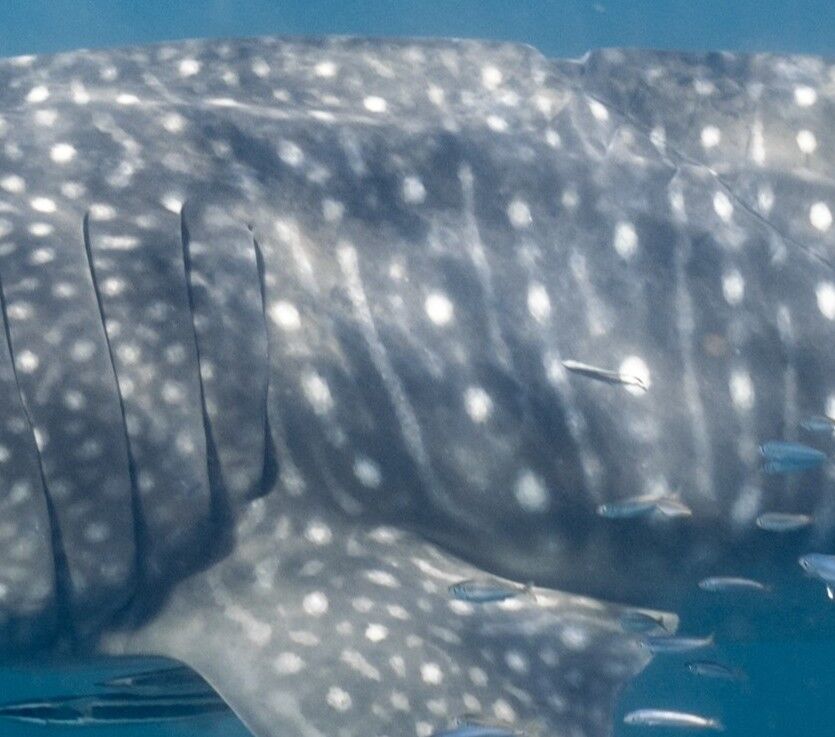 e30b7027-0b99-4500-b401-301a6c53cd99