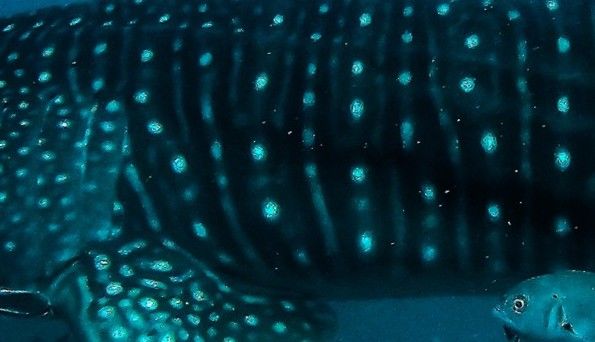 e9caae4c-70f8-40b2-9a4d-b059dc5fa582