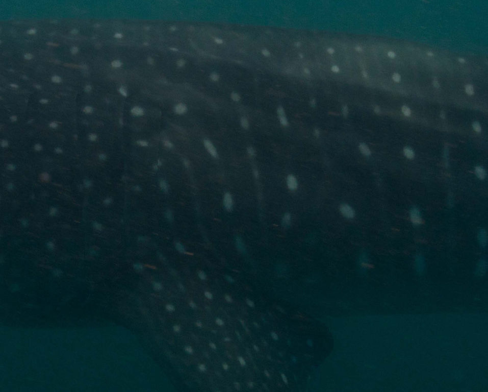 49545054-3d0e-4a2b-92e7-0b69b7610ec5