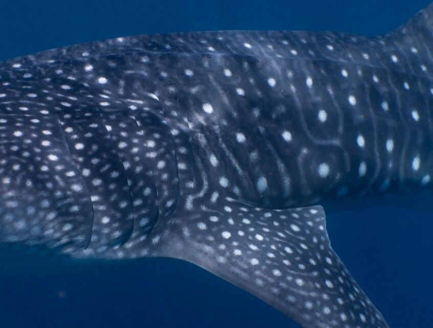 afef51cf-f4f7-475d-b243-cca1d5c48762