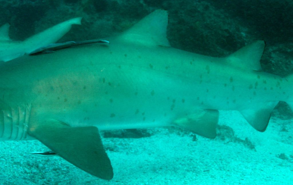 a1483265-8e1a-4bd0-bcbb-6eaef7a69f63