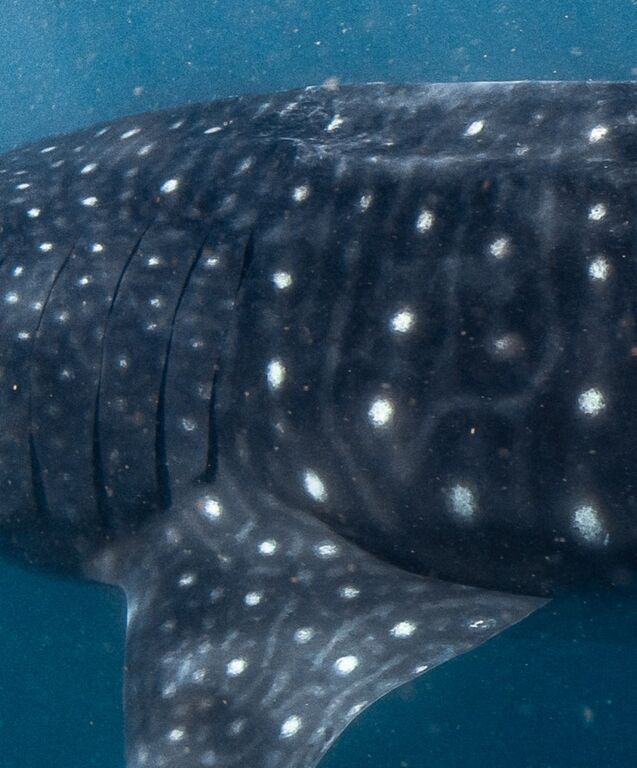 c0506683-4567-43ac-8822-8c1cf2af7c91