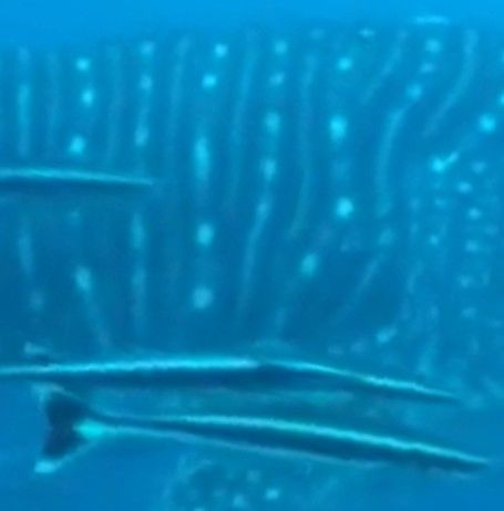 c4a49459-f0f8-4092-8845-4de29a5bad5a