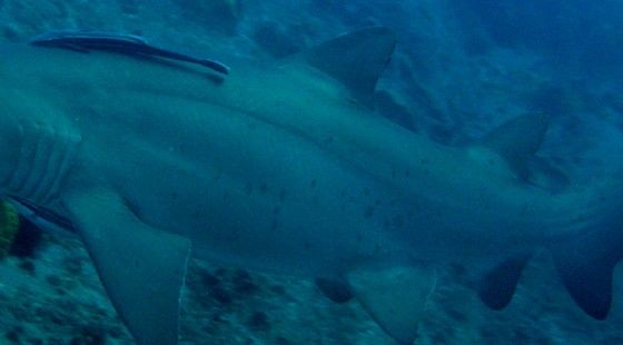 55b4ba1f-76a2-40dc-94af-11380095489d