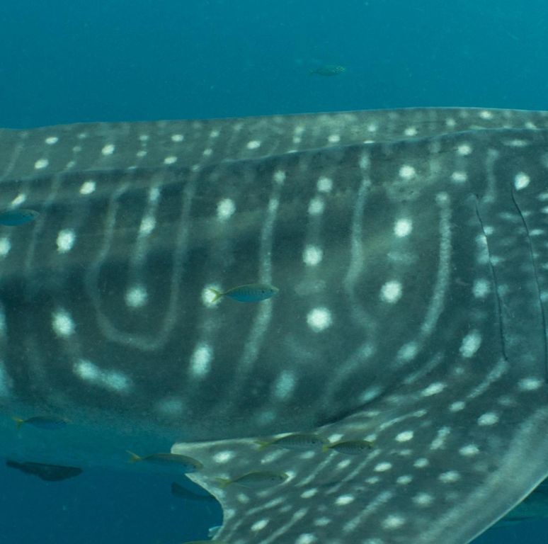 7ba0c6dd-ef80-44ba-aeb3-b46eadf4a6ec