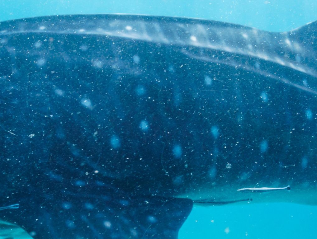 2a66702d-a72d-4196-b483-1a72730f5047