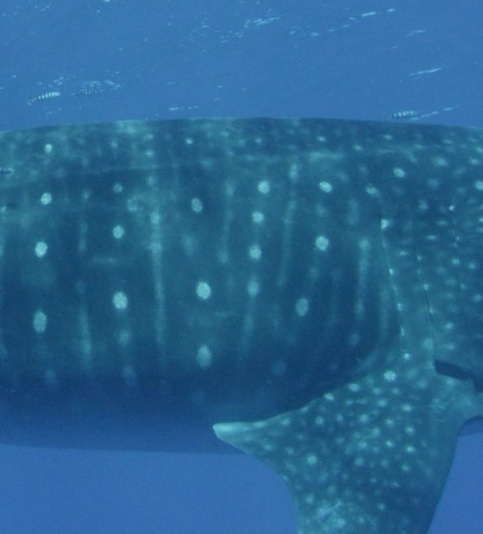 a046e8a9-e5bc-468b-b4cd-a2cd84561fcd