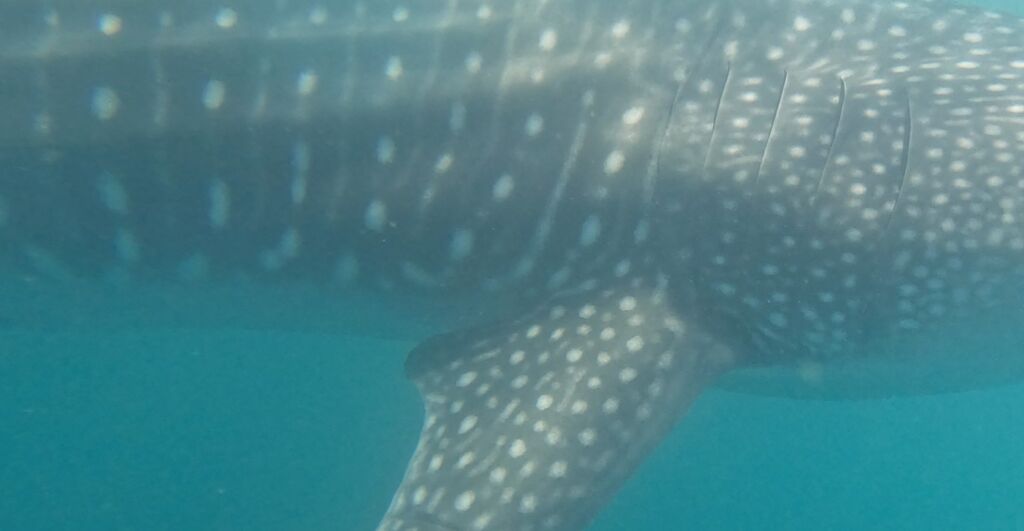 df7eef68-41f3-424c-9529-07f7f83cb67a