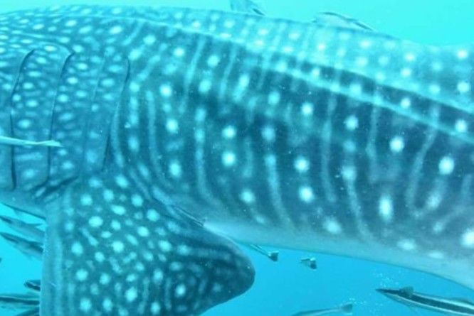 7c513909-ce1d-4ed7-8083-f19ce662cf98