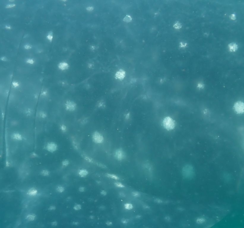 47074094-8094-4e92-9496-3d5ac6467e16