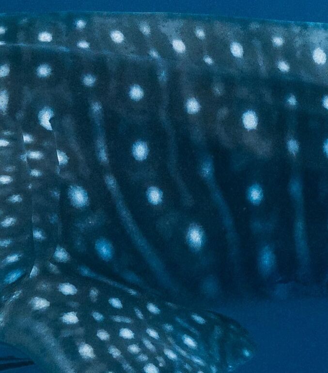 960a3f2a-181c-4fd9-9858-16de7132ae76