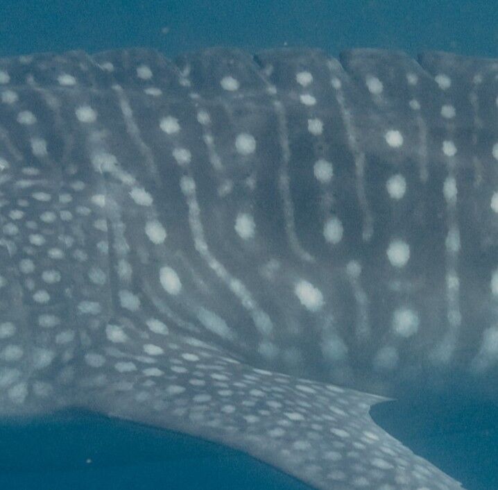 212cb913-47c7-4181-8945-054d8ab3c352