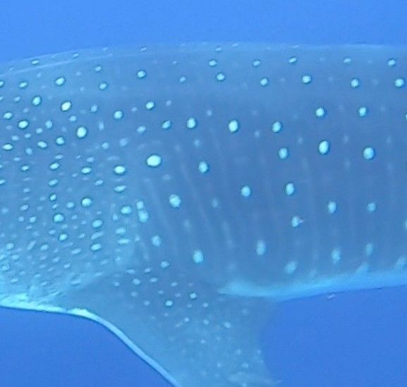 9563a5f2-19d4-4386-962b-742d04e7f679