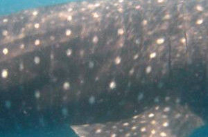 dfdf8923-1fb3-4d32-b2c4-fda7aaeb2d29