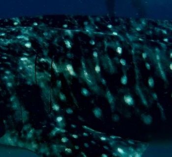 0cedca86-820f-4194-9911-e0276d81ac93