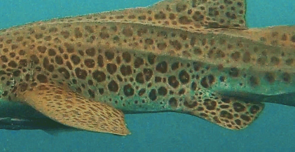 9009d23c-20ae-4f3d-929c-b934696e39a0