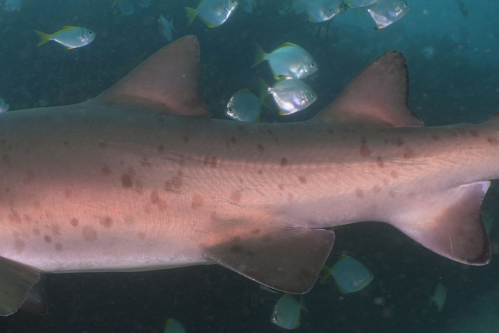 61af6dbb-3ac4-4663-8e6d-8bcd0417f01e