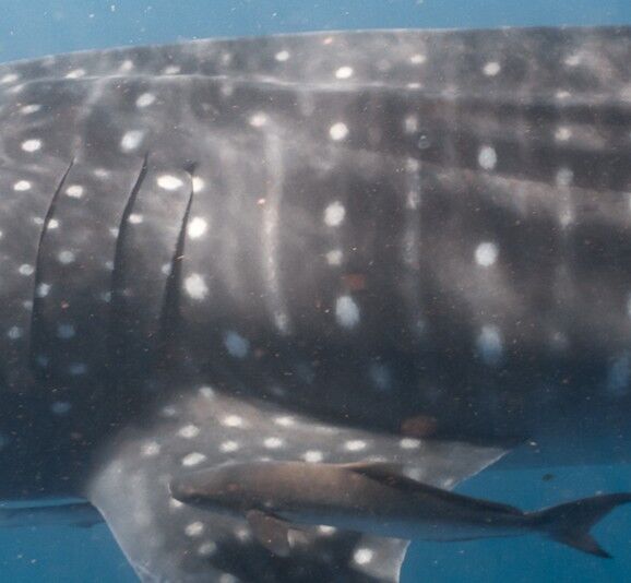 13f331b3-8c5b-4bdf-9936-a3f81ab70118