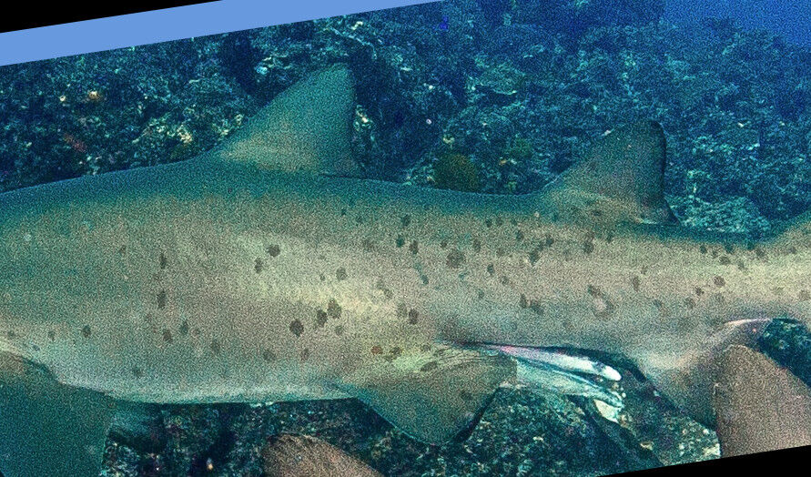 58f5df5b-1781-45fd-ba96-947b87e237a5