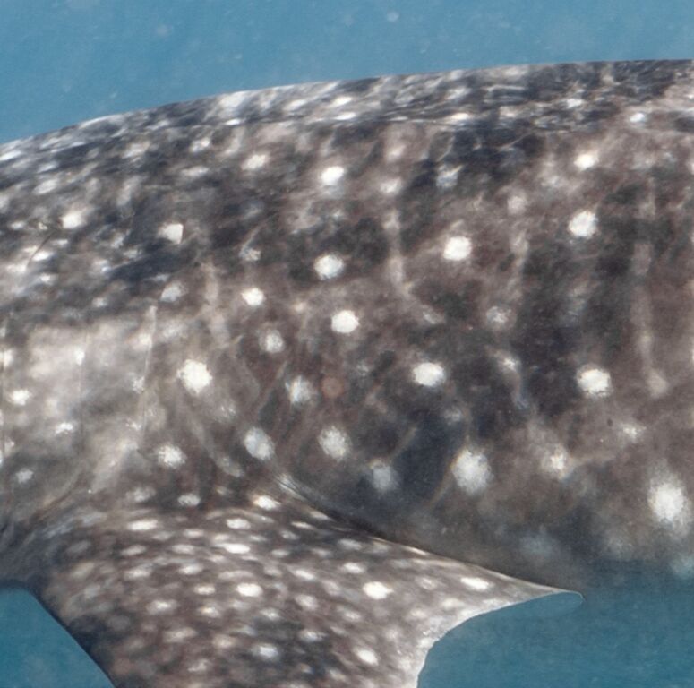 e0ed650a-ec2f-42ba-940a-28be740ba5ec