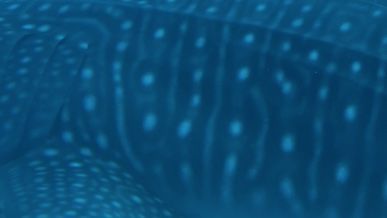 d18c45bf-e923-436a-92aa-109ec3b63efc