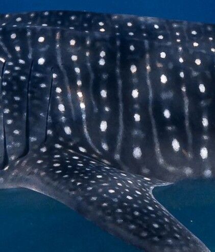 0621c6fc-2f4d-464f-a990-9917d58cf27e