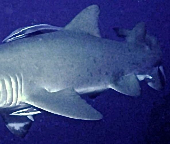 56915dc3-a9b8-47f8-9689-8847b06782d4