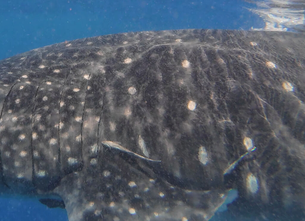 940a4cba-d634-4895-aa72-216c6095d045