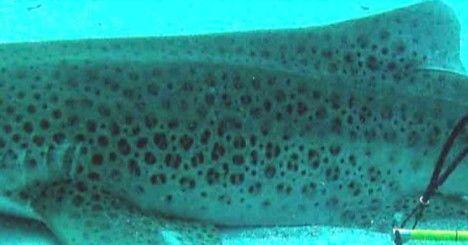 ba9528f0-bd7d-4519-ba87-0f53732b73da