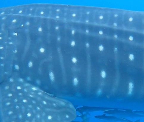 4e97ca73-6c79-4be9-9222-b39421433074