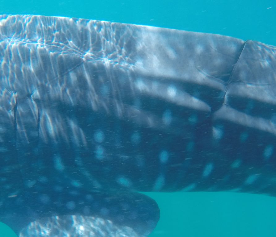 a8018fcd-4fc1-4530-b783-5028e0c65613