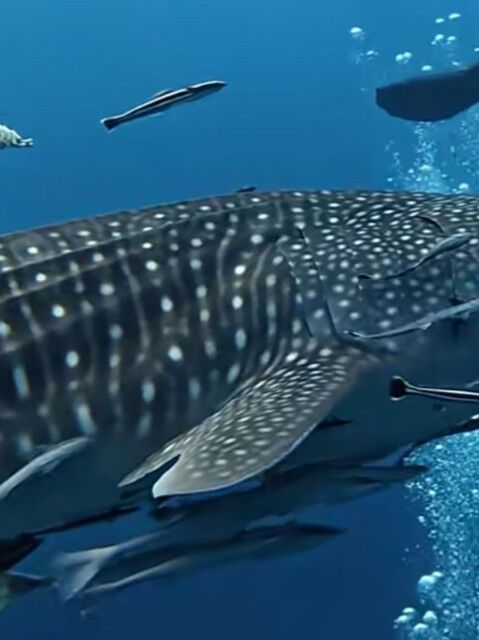 a2ae0464-1aca-4086-9f8c-8affc684a2f5