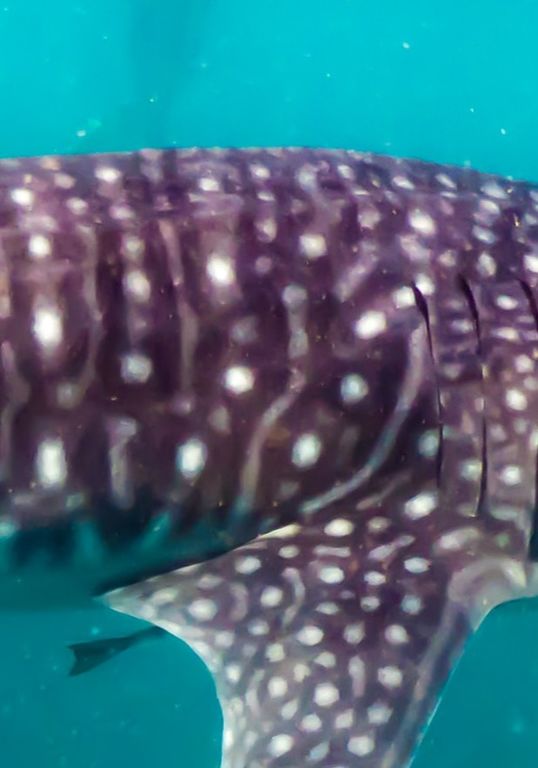 53431f87-b82a-4bd3-8d95-bca1daf21245