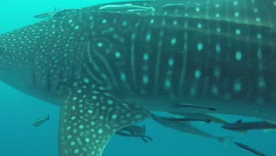 94a4a348-6c48-4d10-a025-ece7be4f3428