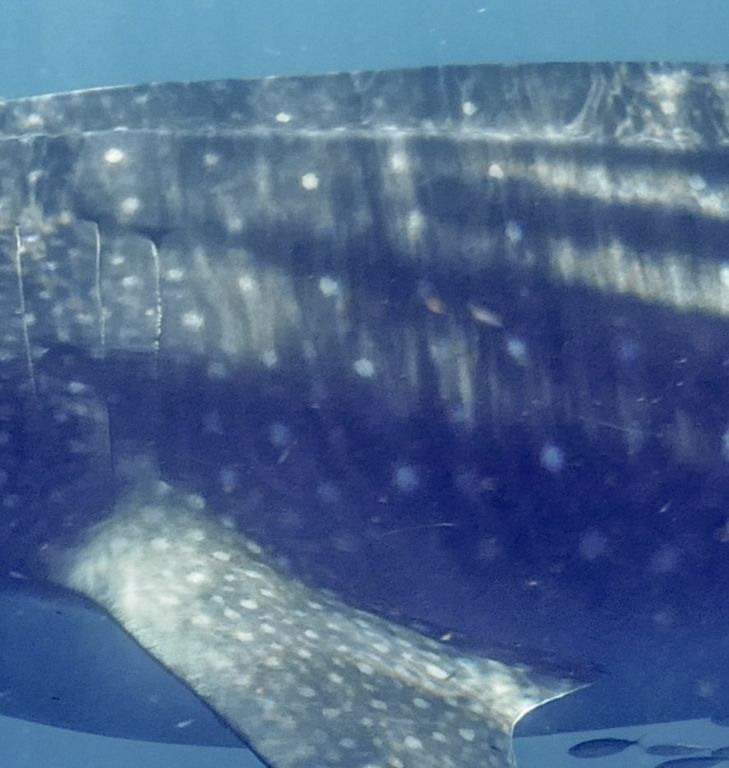 72c1a82a-1a62-432c-825b-623fc093a762