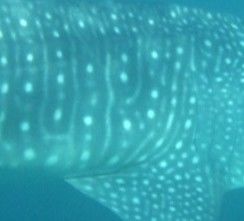 73c82212-cada-4aa0-bcb9-cc4d090f2141