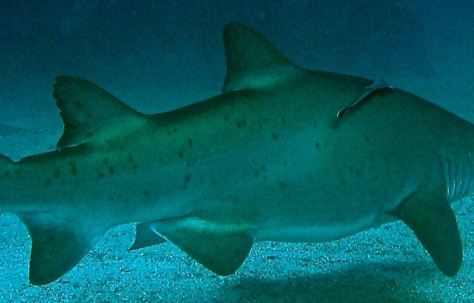 97d381cd-b66f-42d5-a7a6-0dbe38a966f2