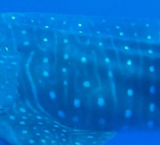 9f7e33ca-261c-42bf-b7a9-e665f09fa175