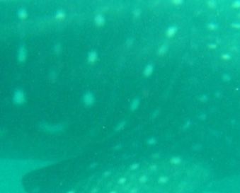 7769e955-38df-4e09-854b-307017323fd3